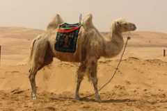 camel-desert-sand-desert-ship-ride-wallpaper-preview