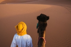 camel-desert-sand-morocco