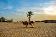camel-desert-wallpaper-dubai-uae-sand-travel-landscape-tourism-sahara
