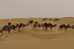 camels-desert-tunisia-djerba