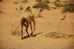 camels-u-a-e-dubai-ras-al-khaimah-wallpaper-preview