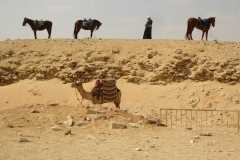 desert-giza-egypt-horses-camel-wallpaper-preview