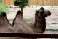 entertainment-camels-muzzle-camel-46081
