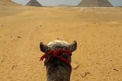 grey-camel-near-pyramids