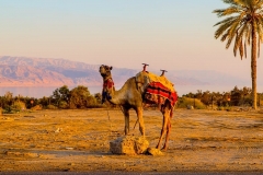 israel-animal-desert-hot
