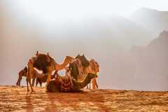 jordan-wade-rooms-camel-dromedary-wallpaper-preview