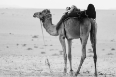 monochrome-photo-of-camel-839265