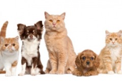 Cats_and_Dogs_banner
