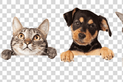 png-dog-cat-relationship-dog-cat-relationship-veterinarian-pet-cat-mammal-animals-cat-like-mammal-carnivoran-clipart
