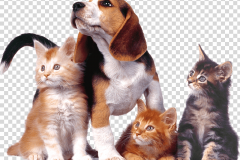 png-dog-cat-relationship-puppy-dog-cat-relationship-kitten-cat-animals-cat-like-mammal-carnivoran-photography-clipart