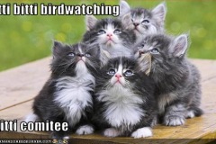 birdwatching_kittens