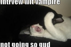 funny-pictures-interview-with-vampire-cats