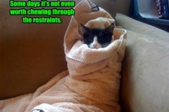 wrapped_up_cat