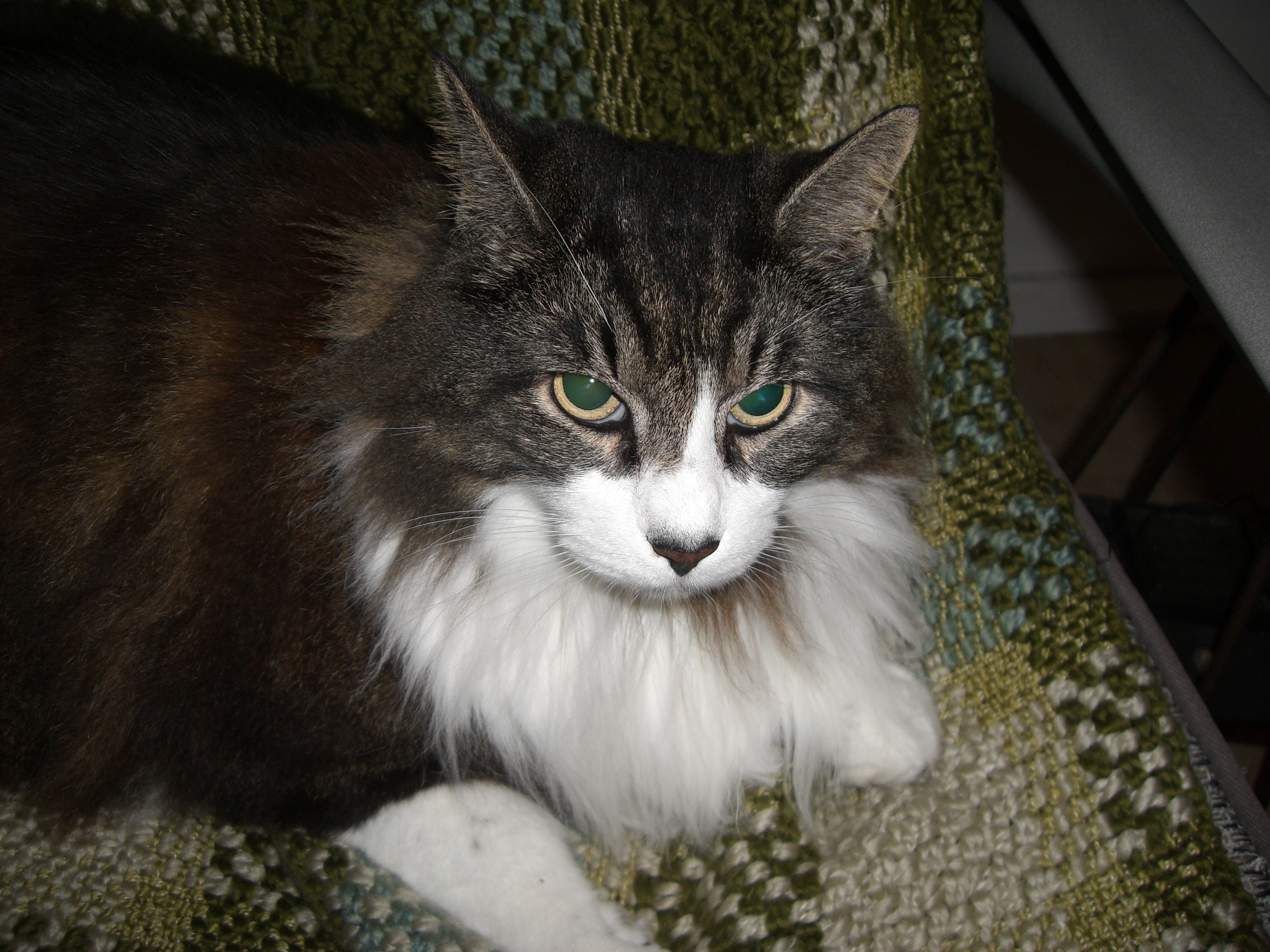 Timofey_the_Norwegian_Forest_Cat