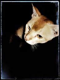 images-4