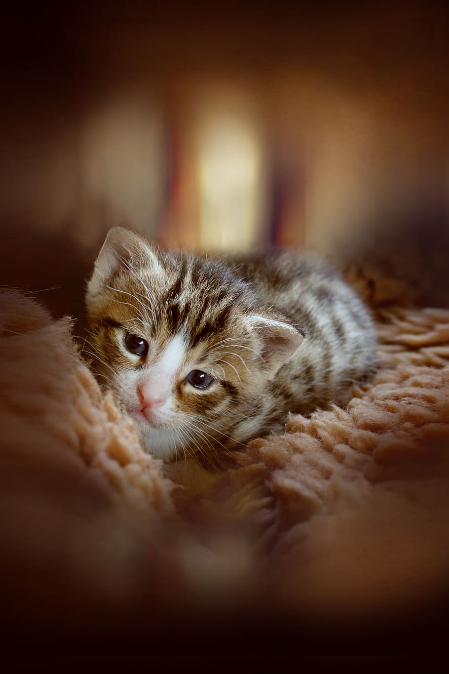 kitten-animal-cute-cat-baby