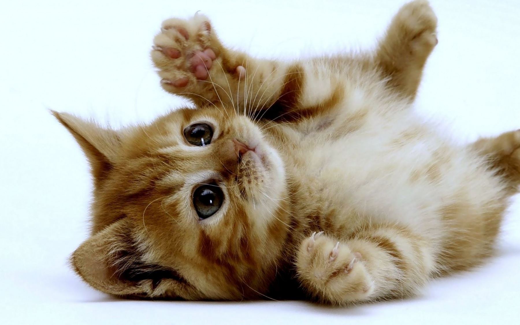 kitten-large