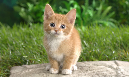 kitten