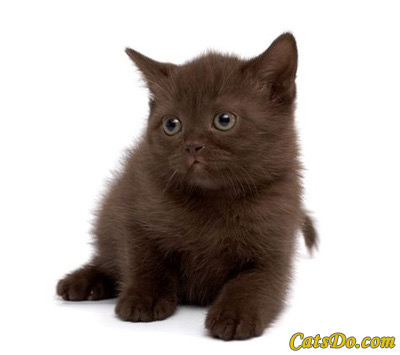 kitten_whitebackground2