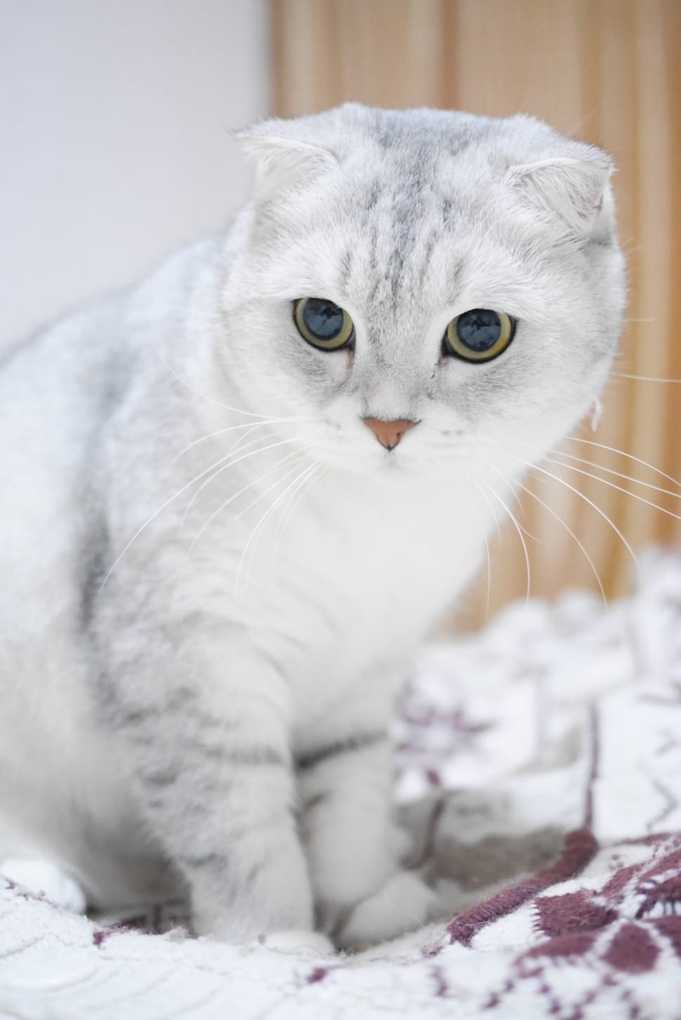 scottish-fold-cats-gradient-color-cat-wallpaper-preview