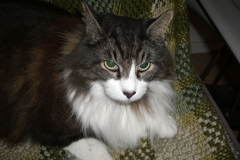 Timofey_the_Norwegian_Forest_Cat