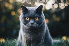 adorable-animal-british-shorthair-cat