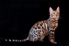 bengal-cat-kitten-b-cat