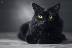 black-cat-black-cat-wallpaper-cat-faizicreation-1758904
