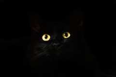 black-cat-view-cat-eyes-preview