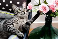 cat-kitty-cute-domestic-royalty-free-thumbnail