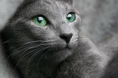 cat-russian-blue-look