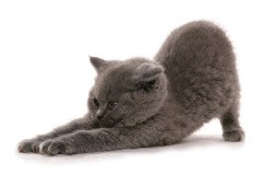 funny-russian-blue-cat-8