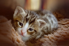 kitten-animal-cute-cat-baby