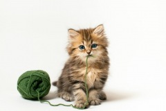 kitten-woolball