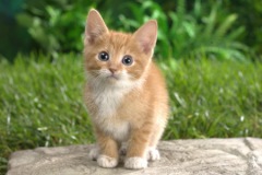 kitten