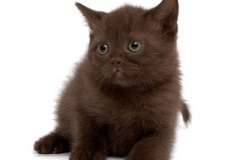 kitten_whitebackground2