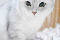 scottish-fold-cats-gradient-color-cat-wallpaper-preview