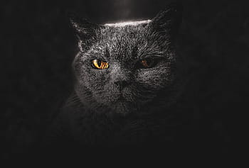 wallpaper-backdrop-background-cat-royalty-free-thumbnail