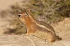 brown-and-black-small-squirrel-wallpaper-preview
