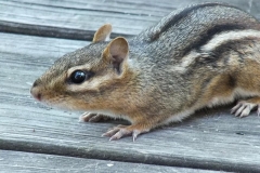 chipmunk-animal-wildlife
