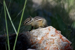 chipmunk-rodent-stripes-cute