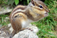 chipmunk-squirrel-nager-rodent
