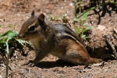 chipmunk-squirrel-rodent-furry-cute