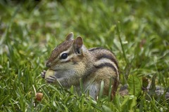 hungry-chipmunk-4247598_960_720