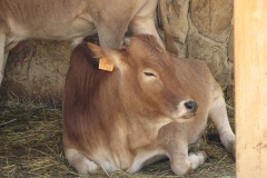Baby_Cow_(calf)_-_Lagos_Zoo_-_The_Algarve,_Portugal_(1736386074)