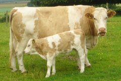 Cow_calf_dsc06512