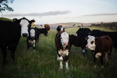 agriculture-animals-beef-cattle-blur
