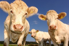 agriculture-cows-curious-pasture-33550