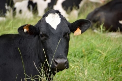 animal-mammal-cow-dairy-cow