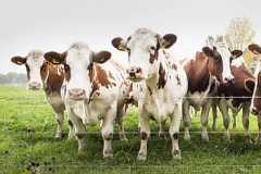 animals-cow-farm-farmer-royalty-free-thumbnail